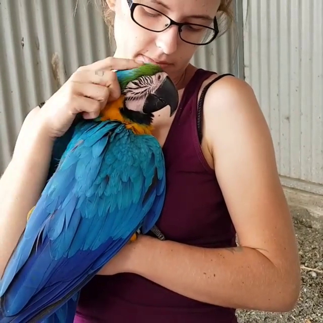 Tame and healthy blue and gold macaw ready 