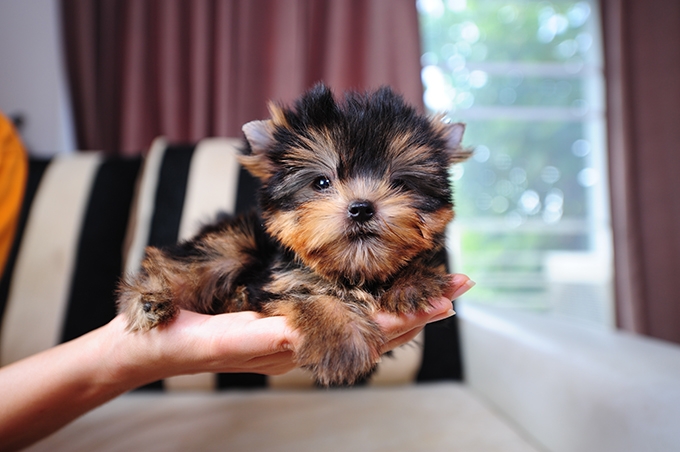 Quality teacup Yorkie puppies