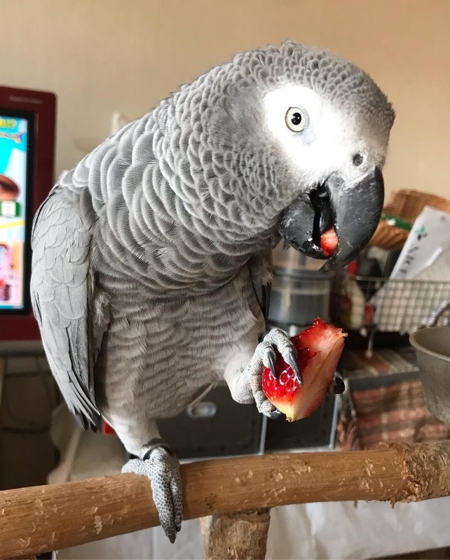 Outstanding DNA tested African grey for rehoming