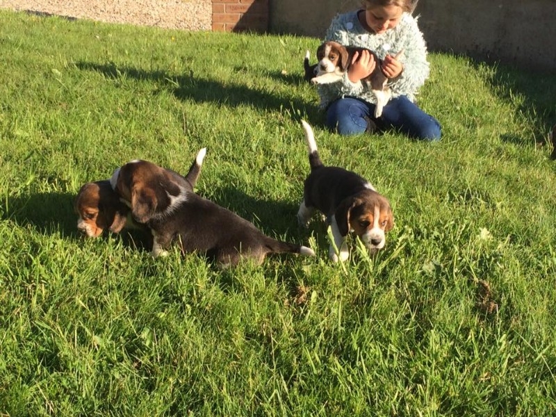 Cute Beagle Puppies available