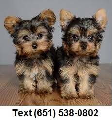 Exceptional tiny t-cup Yorkshire Terrier puppies