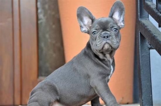 ADORABLE FRENCH BULL DOG \6787419708 \ 