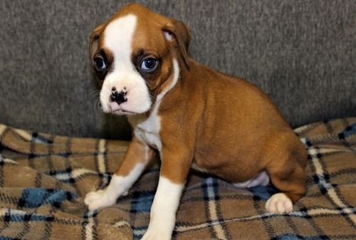 Boxer puppy for adoption 