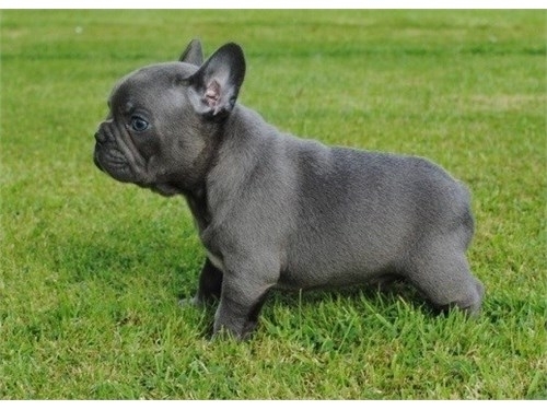 Pure Blue French Bulldog puppies 