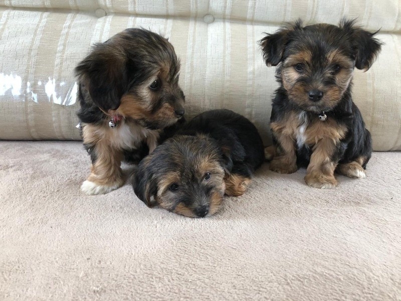 Charming Yorkshire Terrier Puppies for Re-Homing.