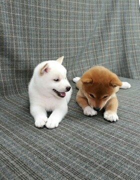 Quality Shiba Inu Puppies