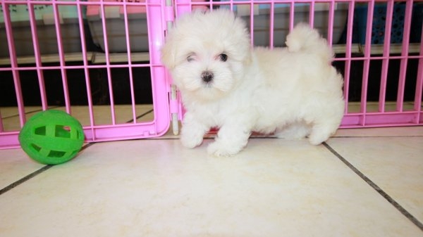 7625_maltese_puppies