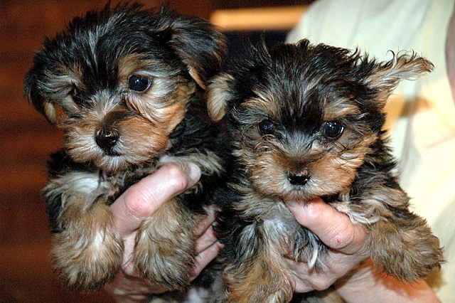 MALE AND FEMALE TEA CUP YORKIE PUPPIES FOR SALE 