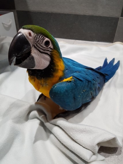 Hand Reared Silly Tame Baby Blue &amp; Gold Macaw Shar