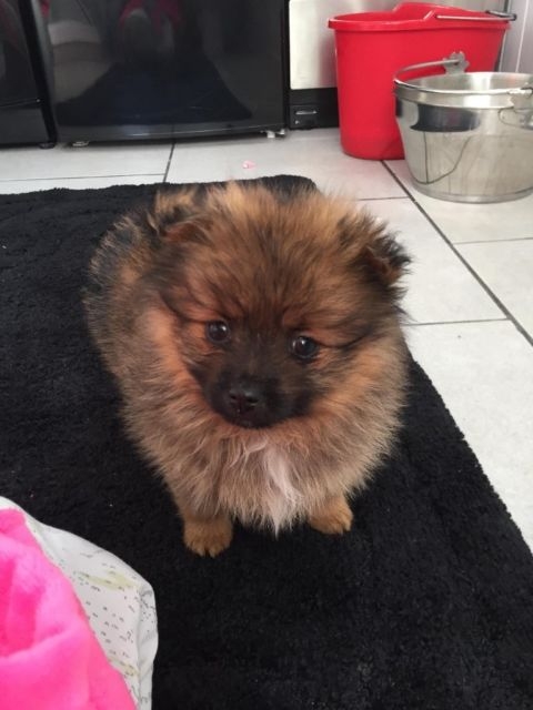 Male Pomeranian puppy 10 weeks old 