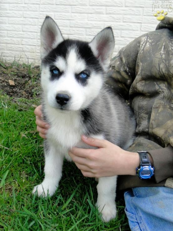 Siberian husky puppies 