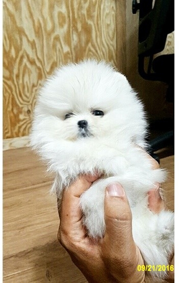 Pomeranian pups ready (302) 308-4530