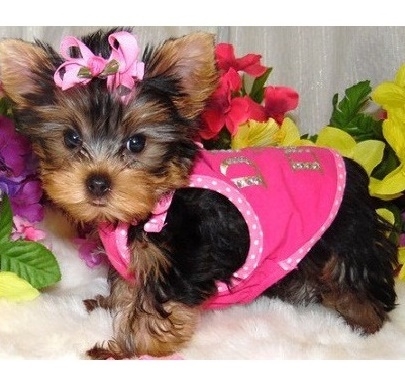 YORKIE PUPPIES  Yorkshire Terrier Puppies for sale