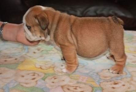 *****BEAUTIFUL ENGLISH BULLDOG PUPPIES*****