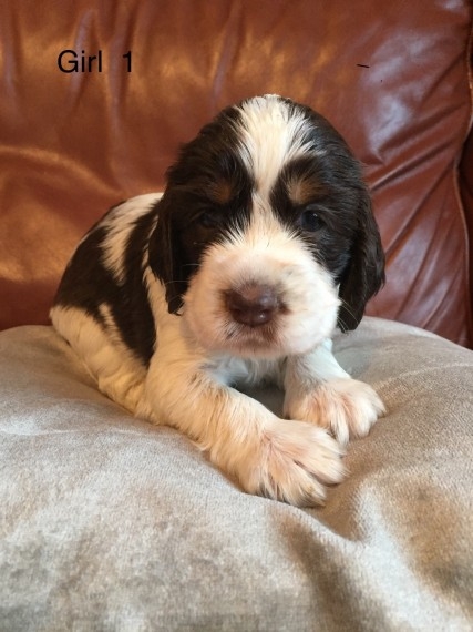 English Springer Spaniels Kc Reg Health Tested Par