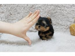 L,ovely Teacup Yorkie puppies, male and female.