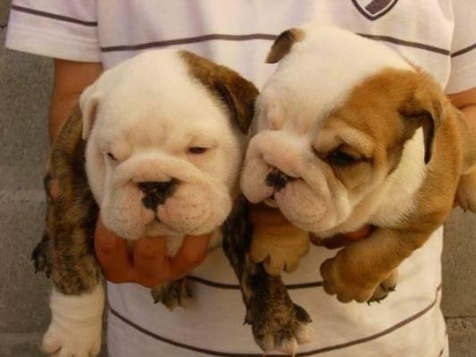 english-bulldog-2668