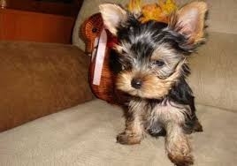 Toy Yorkie Boy And Girl For Sale