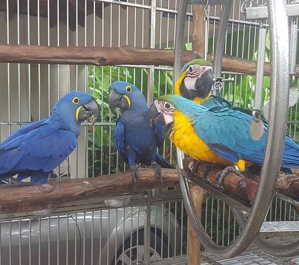 Hyacinth macaw Parrots