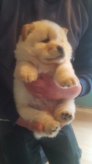 Chow Chow Puppies(929)2571882