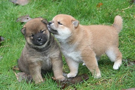 Shib Inu pupps