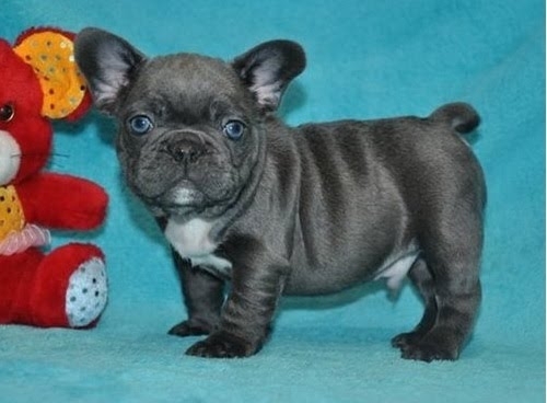  Pure Blue French Bulldog puppies   Text6787419708