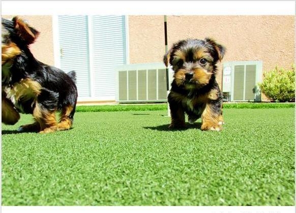 Mini Tea Cup  Yorkie Puppies