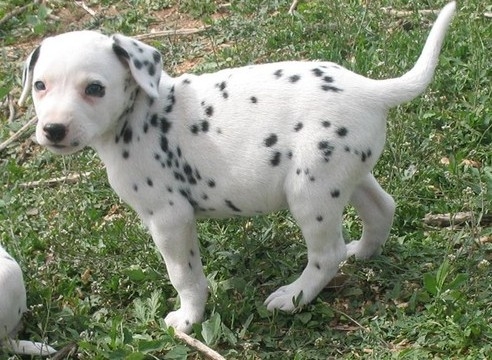 Well Trained Dalmatian Puppies For Sale.