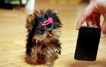 Charming Teacup AKC Yorkie Puppies Available 