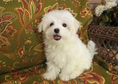 Adorable Maltese puppy for rehoming 