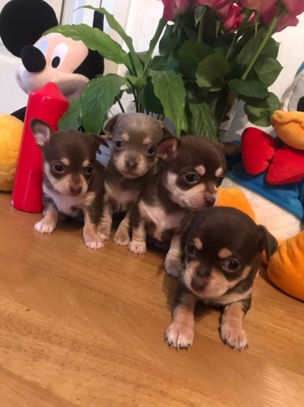 Chihuahua puppies for sale