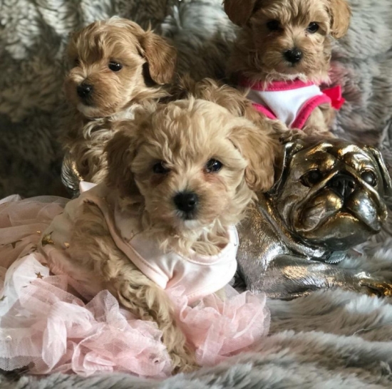 beautiful-maltipoo-x