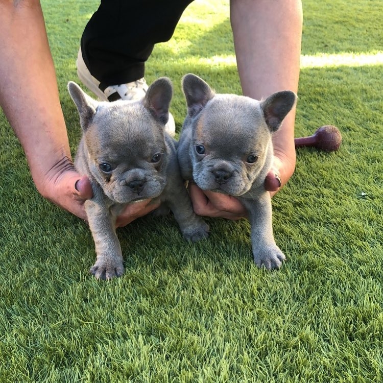 French Bulldog Puppies For Sale