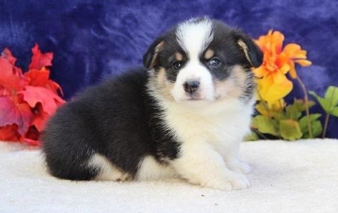 Cute Pembroke Welsh Corgi puppies available