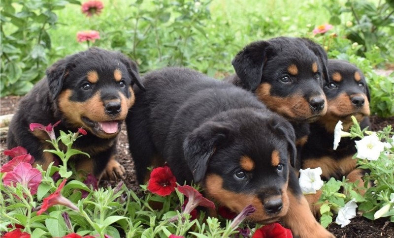Adorable Rottweiler puppies for sale.