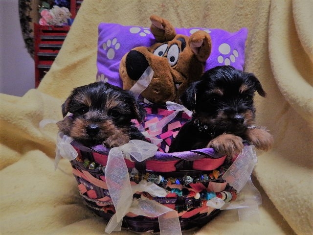 Male and Female Yorkie&#039;s Puppies For Sale