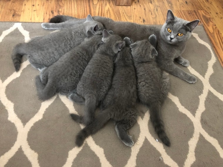 Scottish  Fold Kittens Available for sale