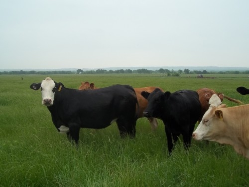 CATTLE AVAILABLE