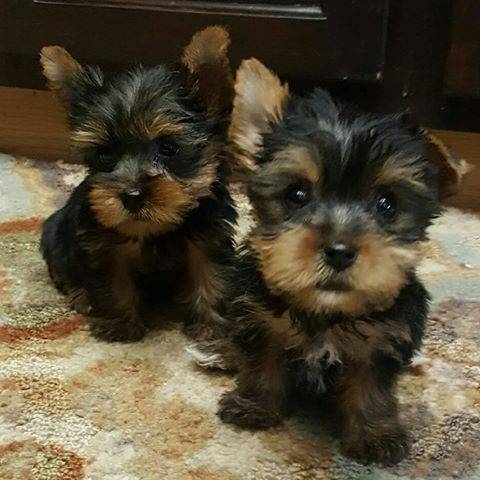 13 Weeks Old Male / Female Yorkie (614) 508-4470.