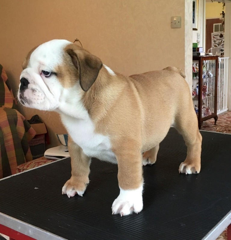 French Bulldogs for sale