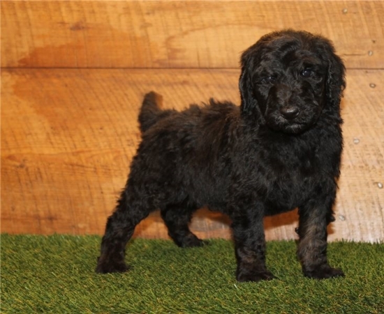 aussiedoodle-puppy-p