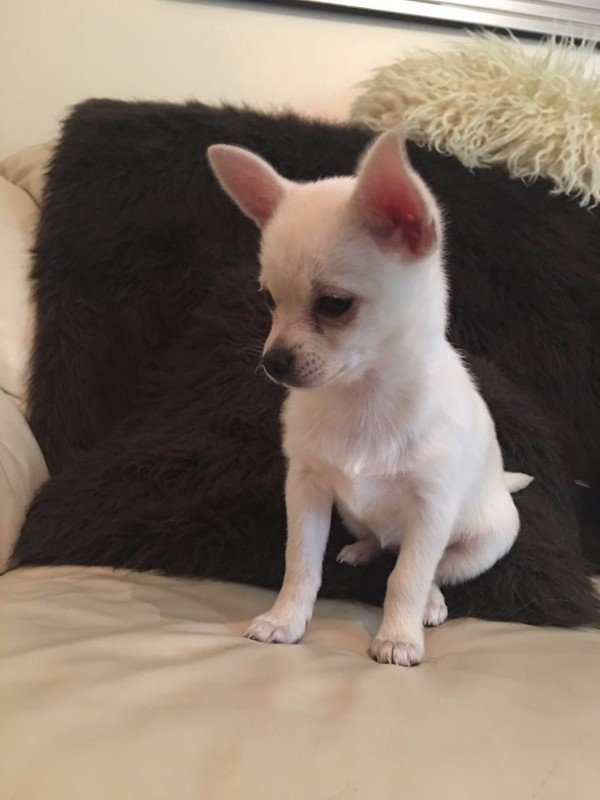 chihuahua puppies for sale