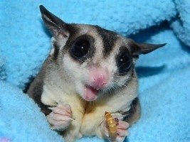 13 weeks old sugar gliders.