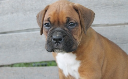 Boxer puppies KC fawn male with a great personalit