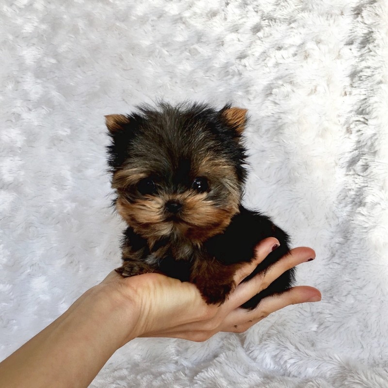 Teacup Yorkie puppies for adoption, 