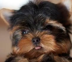 ADORABLE TEA CUP YORKIE PUPPIES.