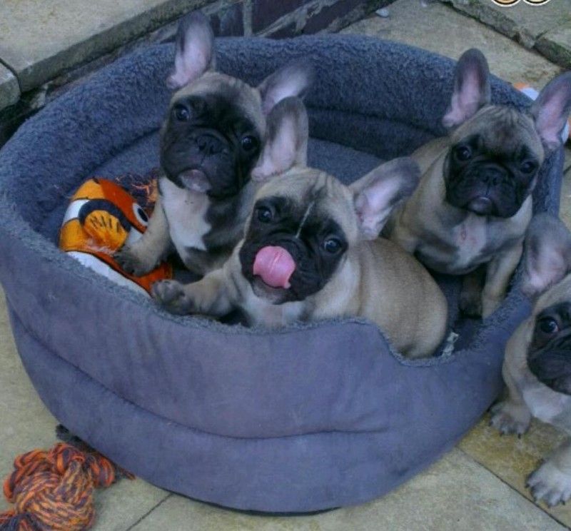 Stunning French bulldog pups Text 443-563-1239