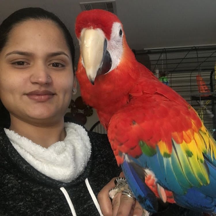 Adorable Scarlet macaw 