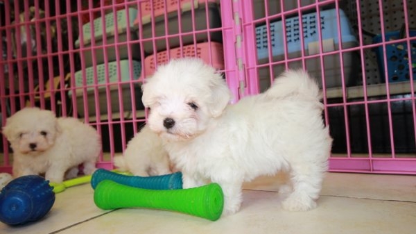 7652_maltese_puppies