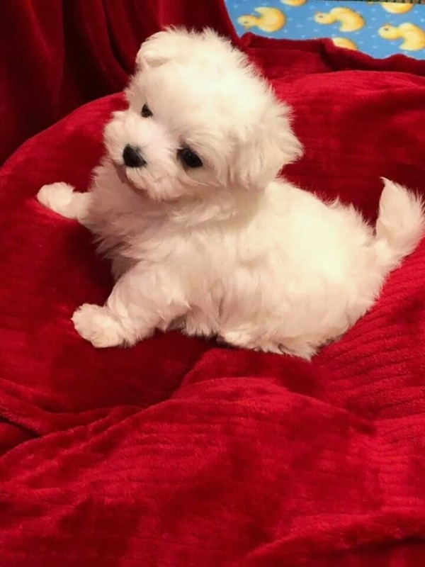 AKC Teacup Maltese Puppies For Sale